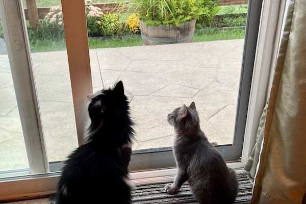 House sit in Parker, CO, US