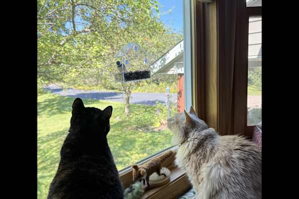 House sit in Minneapolis, MN, US