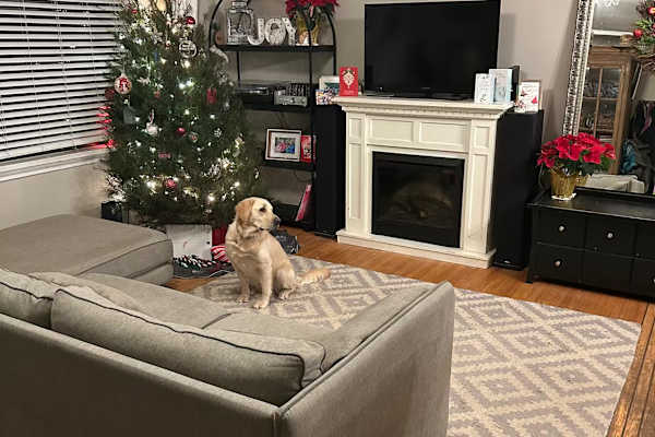 House sit in Vancouver, BC, Canada