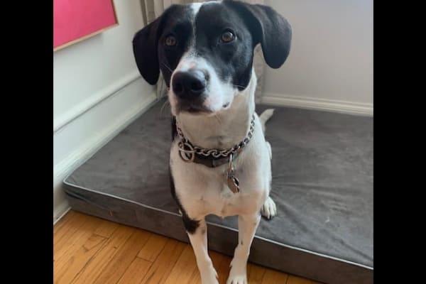 House sit in Chicago, IL, US