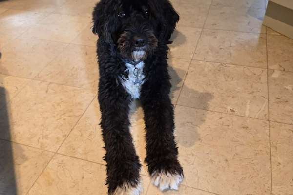 House sit in Cascais, Portugal