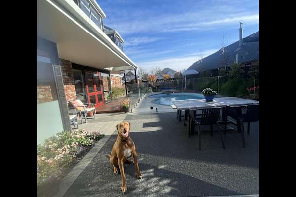 House sit in Christchurch, New Zealand