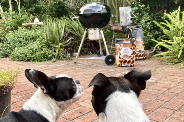 House sit in Cape Town, South Africa