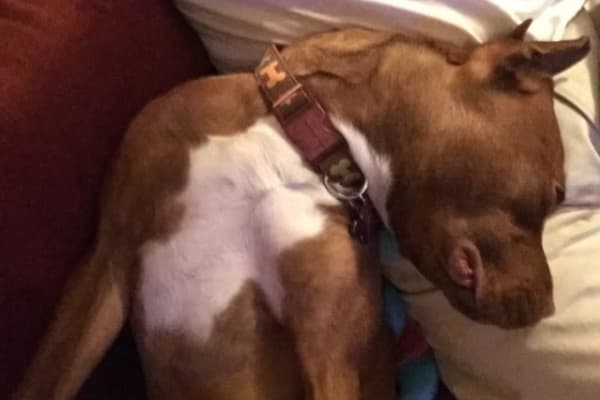 House sit in St. Petersburg, FL, US