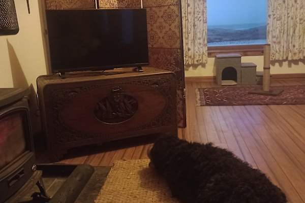 House sit in Truro, United Kingdom