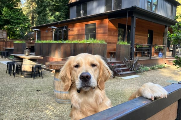 House sit in Guerneville, CA, US