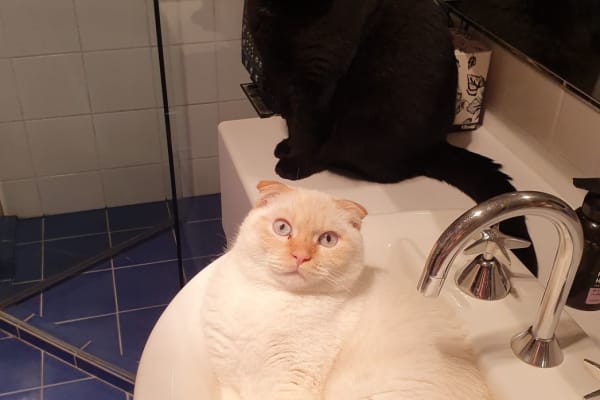 House sit in Melbourne, VIC, Australia
