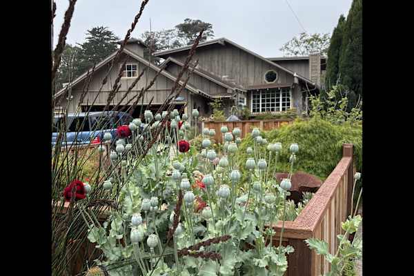 House sit in Aptos, CA, US