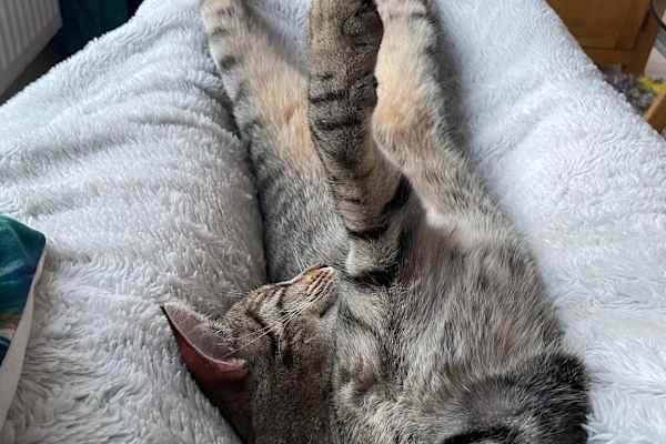 House sit in Grimsby, United Kingdom