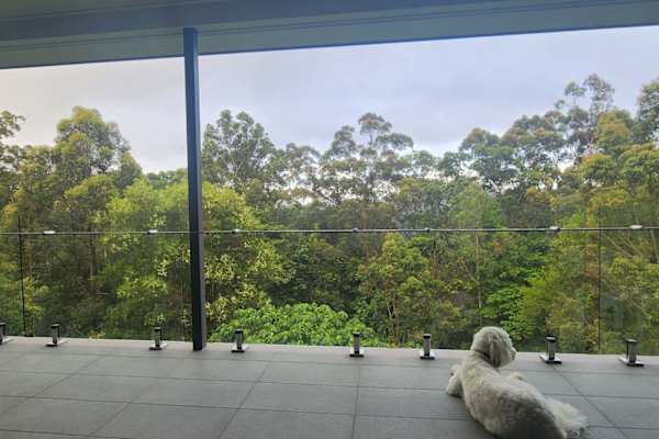 House sit in Sunshine Coast, QLD, Australia