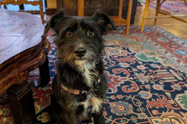 House sit in San Miguel de Allende, Mexico