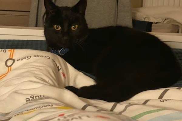 House sit in West Wimbledon, United Kingdom