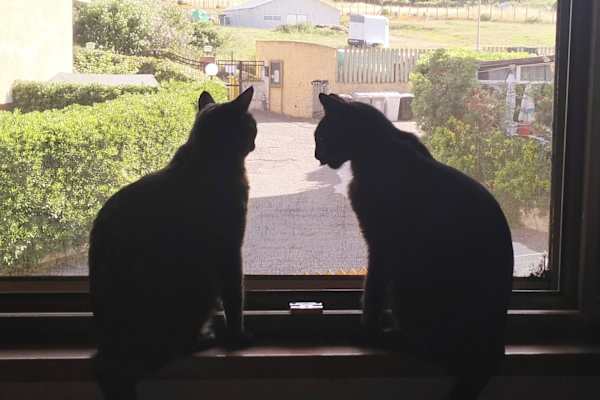 House sit in Rome, Italy