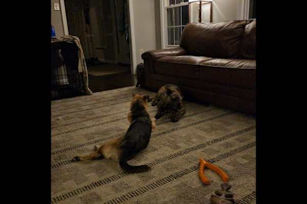 House sit in Centreville, VA, US