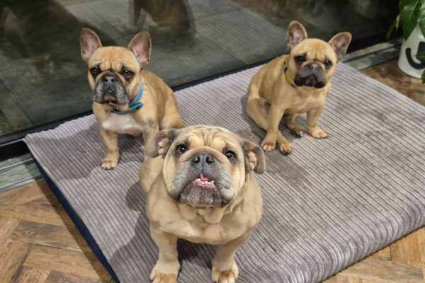 House sit in Hayes, United Kingdom