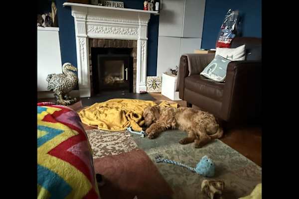 House sit in East Molesey, United Kingdom