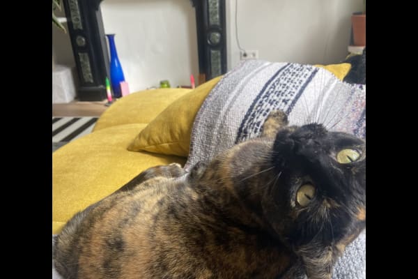 House sit in Amsterdam, Netherlands