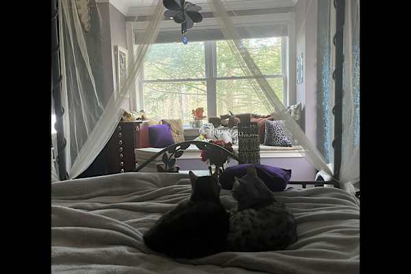 House sit in Lancaster, MA, US