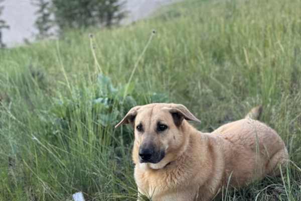 House sit in Baynes Lake, BC, Canada