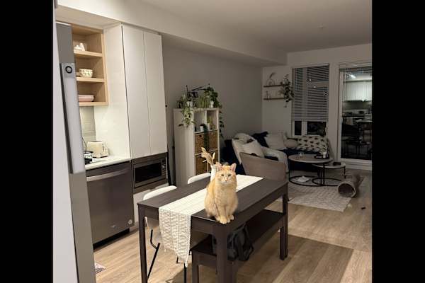 House sit in North Vancouver, BC, Canada