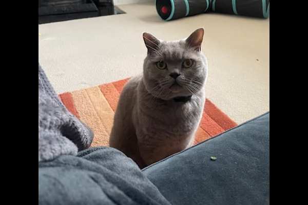 House sit in Earlsfield, United Kingdom