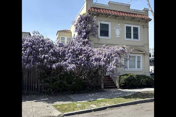 House sit in Berkeley, CA, US