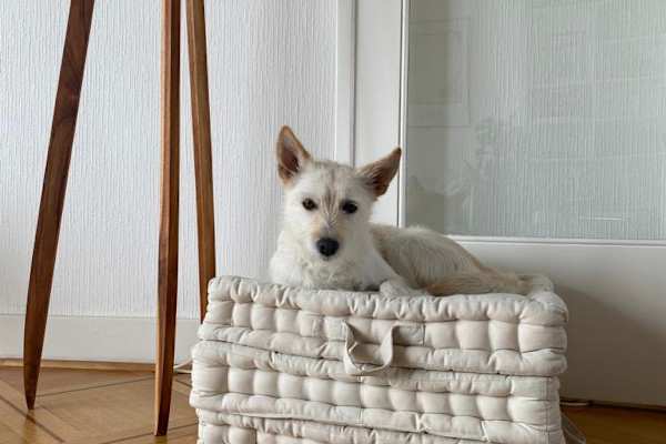 House sit in Lausanne, Switzerland