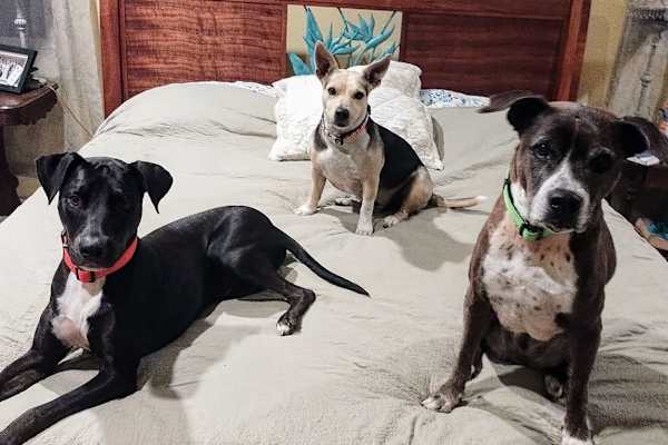 House sit in Kailua-Kona, HI, US