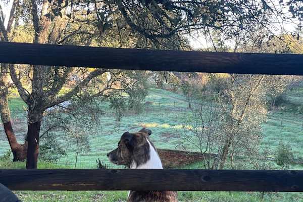 House sit in Fuenteheridos, Spain