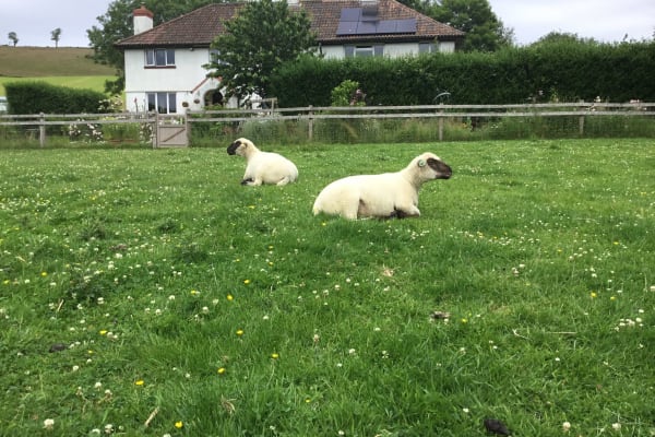 House sit in Waterrow, United Kingdom