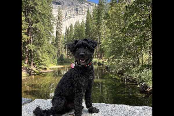 House sit in Chapel Hill, NC, US