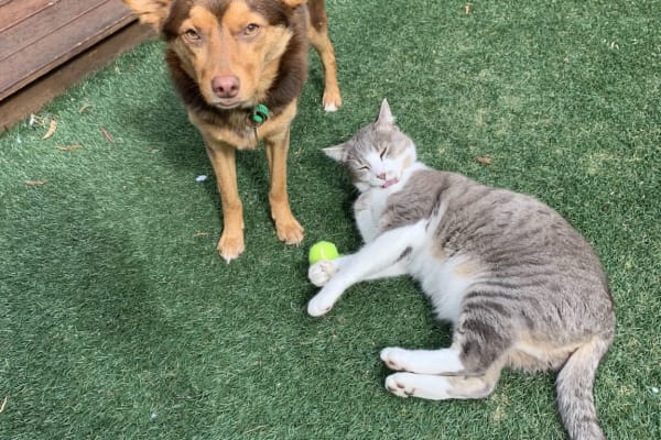 House sit in Melbourne, VIC, Australia