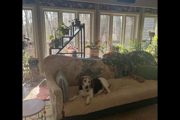House sit in Chapel Hill, NC, US