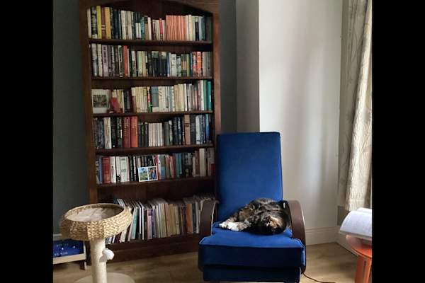 House sit in Blessington, Ireland