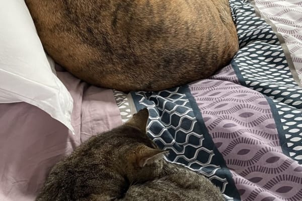 House sit in Uckfield, United Kingdom