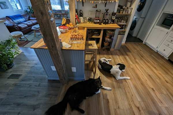 House sit in Bozeman, MT, US