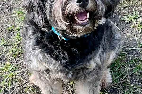 House sit in Stratford, ON, Canada