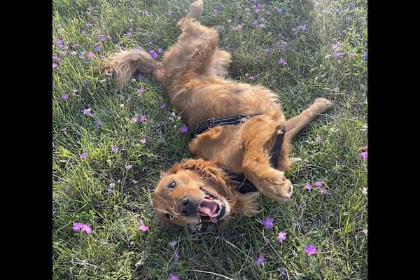 House sit in Austin, TX, US