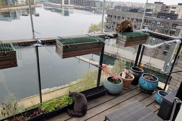 House sit in Copenhagen, Denmark