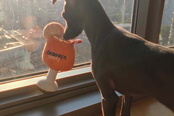 House sit in Brooklyn, NY, US