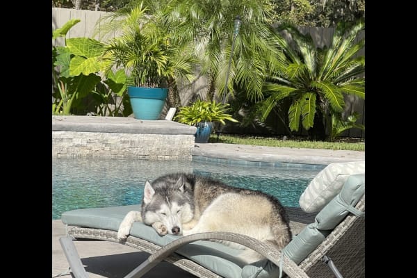 House sit in Jacksonville, FL, US