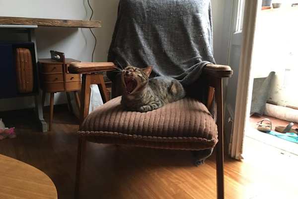House sit in Milan, Italy
