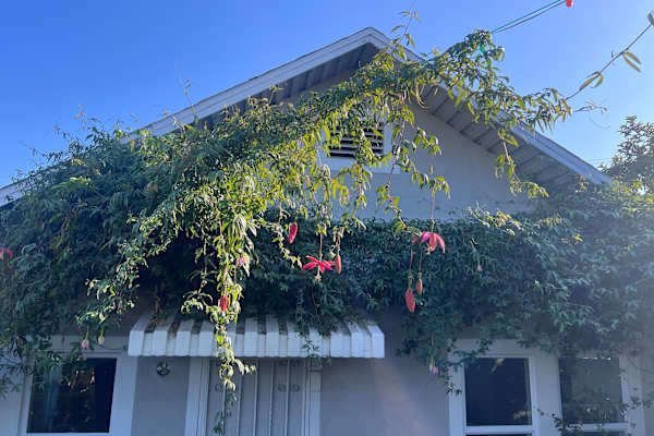 House sit in East Los Angeles, CA, US