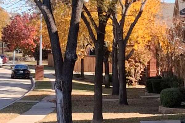 House sit in Dallas, TX, US