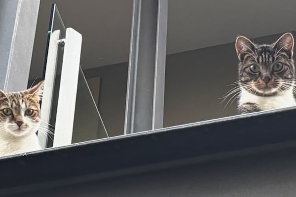House sit in Sydney, NSW, Australia