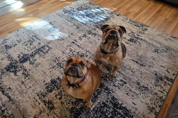 House sit in Buda, TX, US