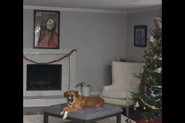 House sit in Hempstead, NY, US