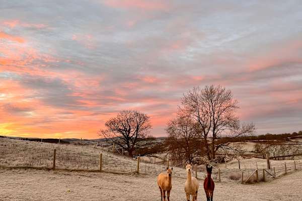 House sit in Corwen, United Kingdom