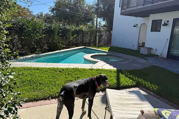 House sit in Burbank, CA, US