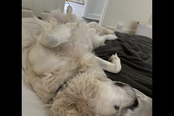 House sit in Portland, OR, US